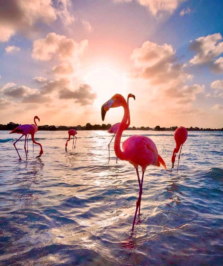 Disfruta Del Mar Daire Torrevieja Dış mekan fotoğraf